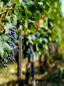 bock-wine-estate-instagram-2
