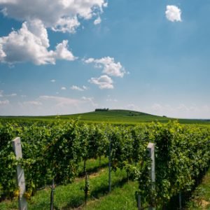 bock-wine-estate-instagram-5