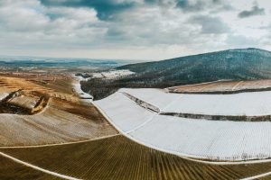 Vince napi hagyományok Villányban