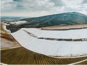 Vince napi hagyományok Villányban